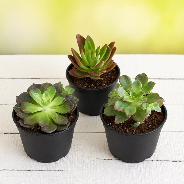 Top 3 succulent plants Pack
