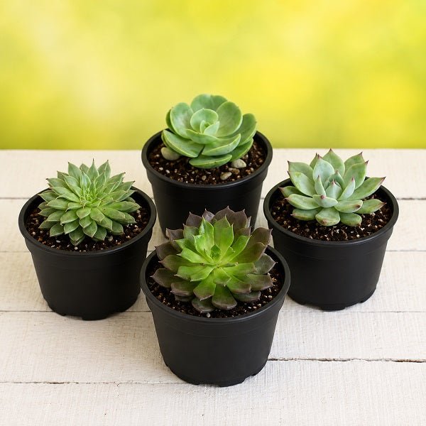 Top 4 Rose Shaped Succulent Pack