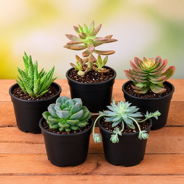 succulent plants online bangalore Buy Top 5 Cute Succulents online from Nurserylive at lowest price