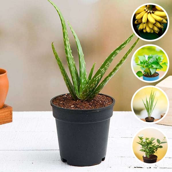 vastu aloe vera plant Buy Top 5 Plants for Vastu online from Nurserylive at lowest price