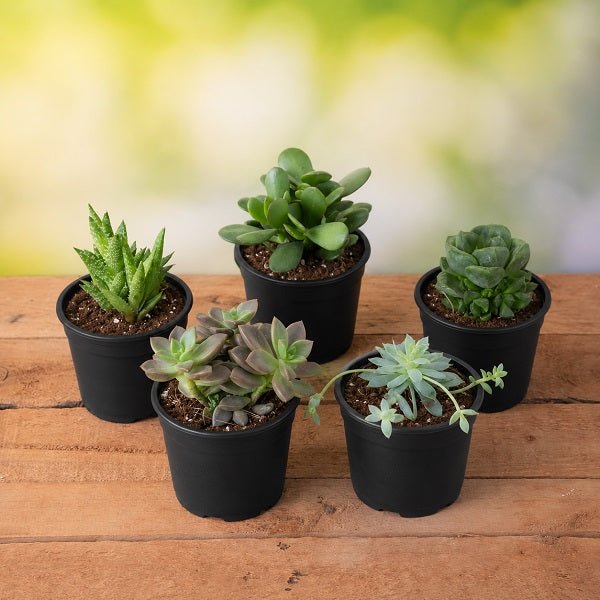 Top 5 Succulents