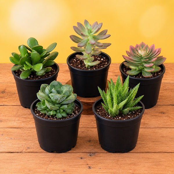 Top 5 Summer Succulent Plants Pack
