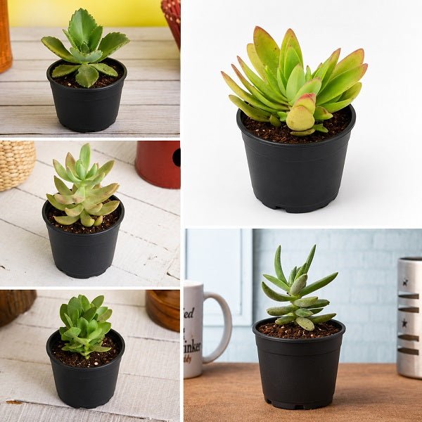 Top 5 Sunshine Succulents