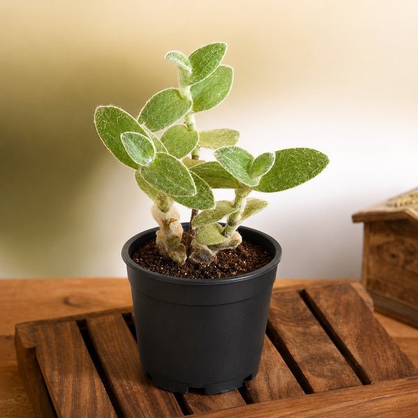 Tradescantia sillamontana - Succulent Plant