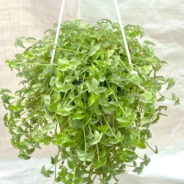 Turtle vine, Callisia repens Plant