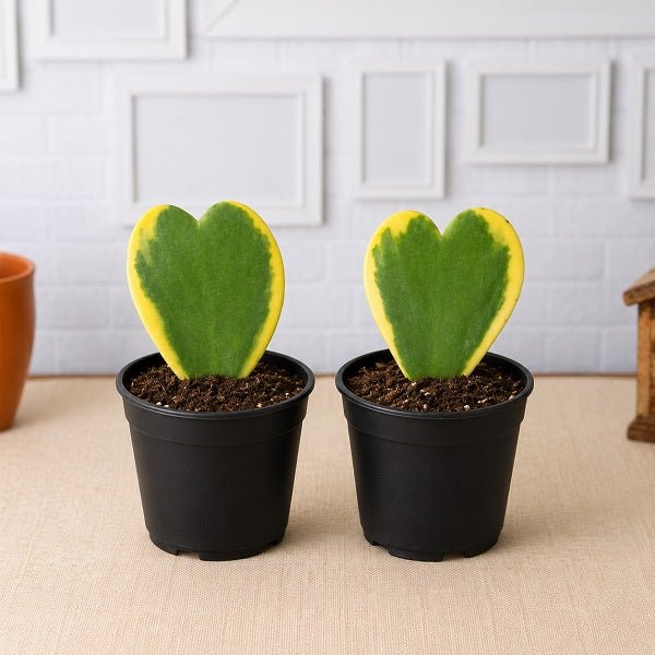 Valentine's Special 2 Loving Hearts