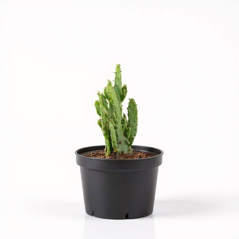 Opuntia monacantha - Cactus Plant