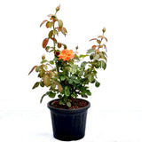 Rose (Orange) - Plant