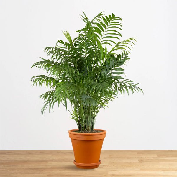 Chamaedorea elegans, Parlour Palm Plant in 10 inch Grow Bag
