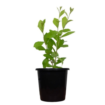 Buy Curtain creeper, Vernonia creeper, Parda bel