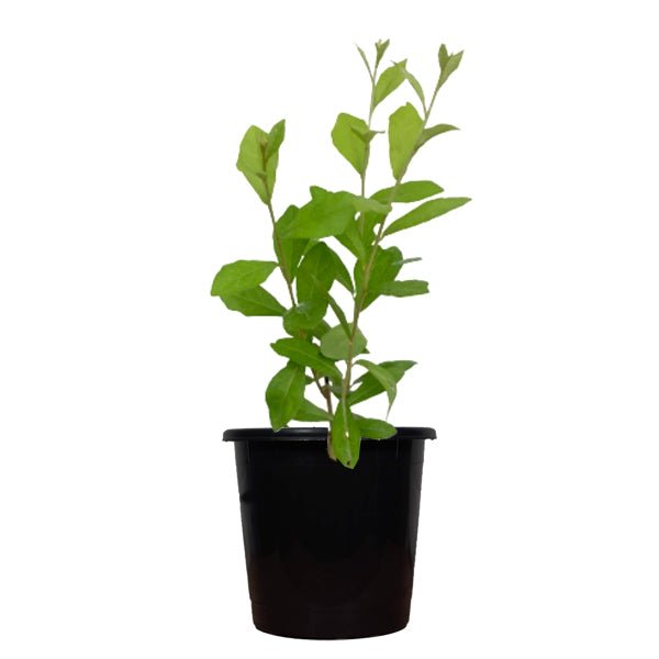 Curtain creeper, Parda bel Plant in 5 inch Pot