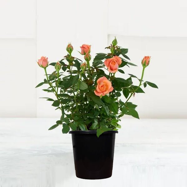 English Rose (Peach) Plant in 10 inch Grow Bag