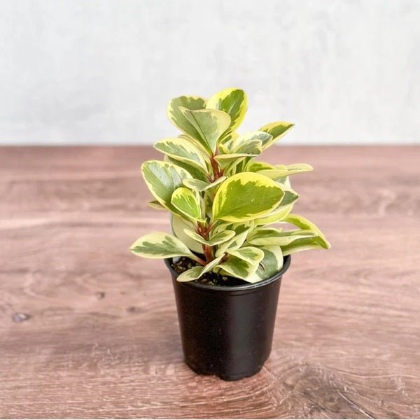 Peperomia obtusifolia Variegated Succulent Plant in 4 inch (10 cm) Pot