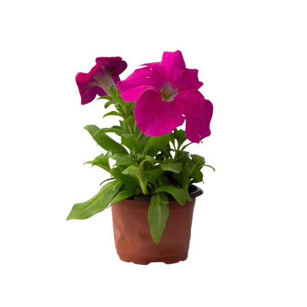 Petunia (Any Color) - Plant