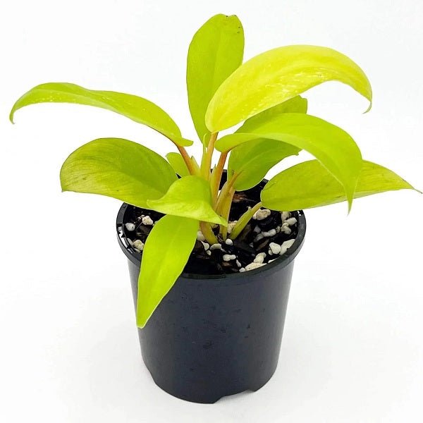 Philodendron Ceylon Golden Plant in 4 inch (10 cm) Pot