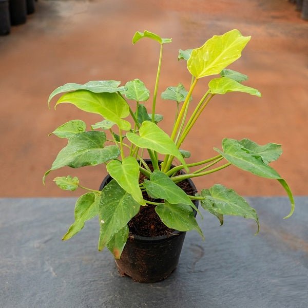 Philodendron xanadu Golden Plant in 4 inch (10 cm) Pot