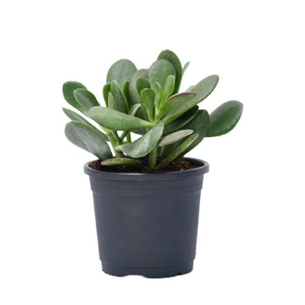 Jade Plant, Crassula ovata (Big leaf) Succulent Plant in 4 inch Pot