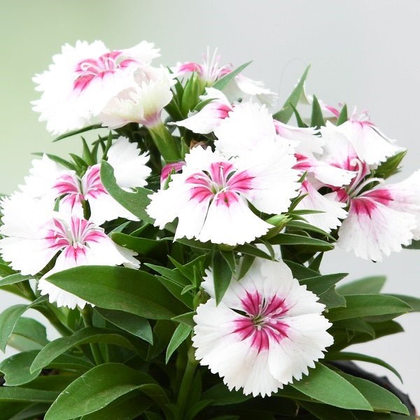 Dianthus (White Pink) Plant in 4 inch (10 cm) Pot