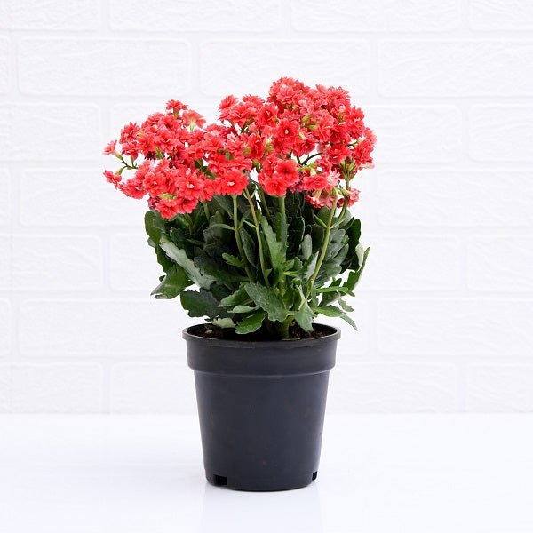 Kalanchoe (Any Color) Plant in 5 inch Pot