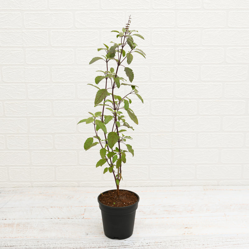 Krishna Tulsi Plant in 6 inch (15 cm) Grower Round Plastic Pot (Black)