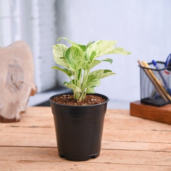 white marble money plant Buy Money Plant Marble Queen Plant in 5 inch Pot online from Nurserylive at lowest price
