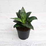 Snake Plant, Sansevieria trifasciata Hahnii in 5 inch (13 cm) Pot