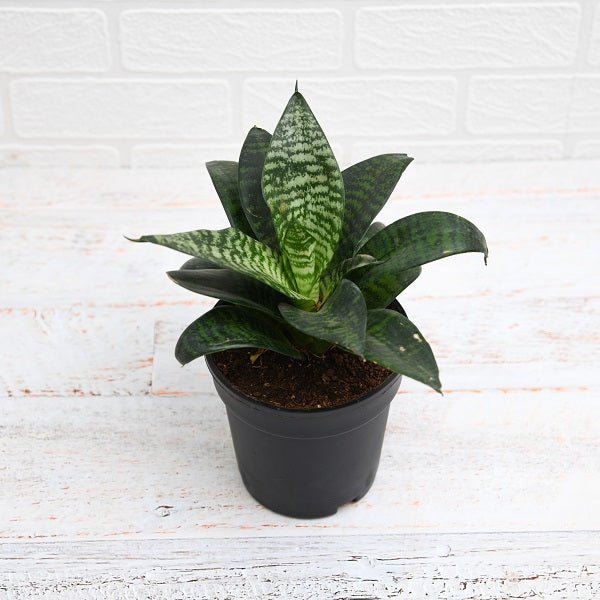Snake Plant, Sansevieria trifasciata Hahnii in 5 inch (13 cm) Pot
