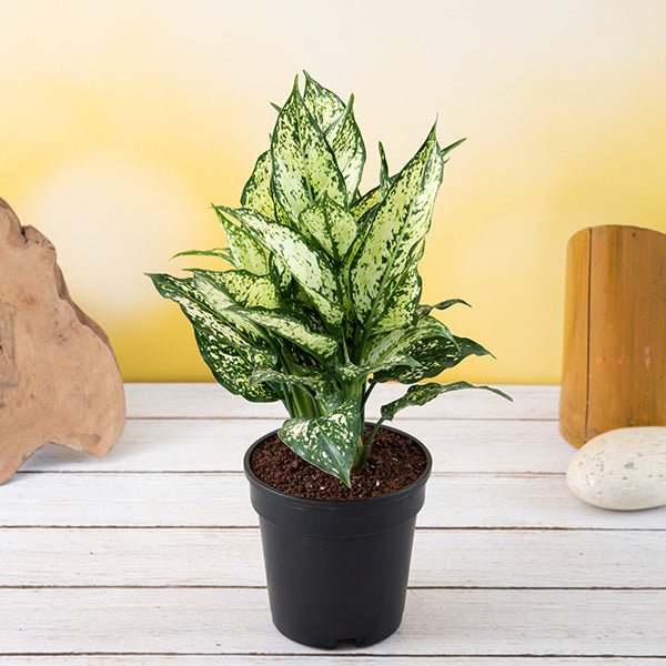 Aglaonema costatum, Chinese Evergreen (Green) Plant in 4 inch (10 cm) Pot