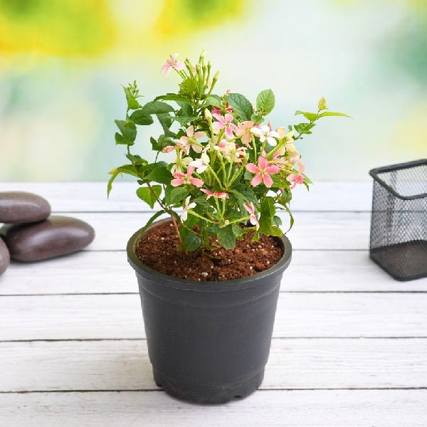 Madhumalti Dwarf, Rangoon Creeper Plant in 7 inch (18 cm) Grower Round Plastic Pot (Black)