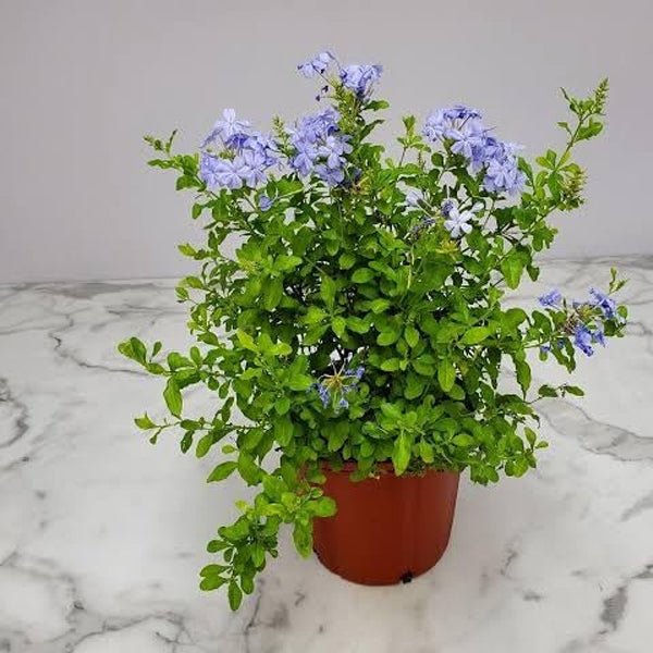 Plumbago (Blue) - Plant