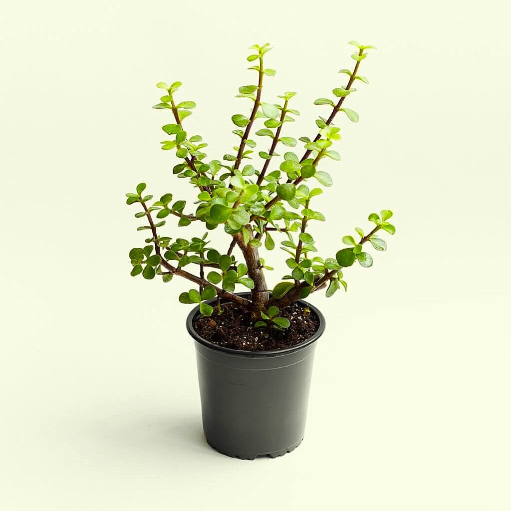 jade plant in hyderabad Buy Jade plant, elephant bush (Green) Succulent Plant in 5 inch (13 cm) Pot online from Nurserylive at lowest price