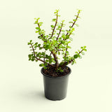 Jade plant, elephant bush (Green) Succulent Plant in 5 inch (13 cm) Pot