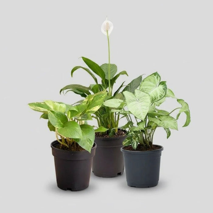 Air Purifying Indoor Plants for Office Desk