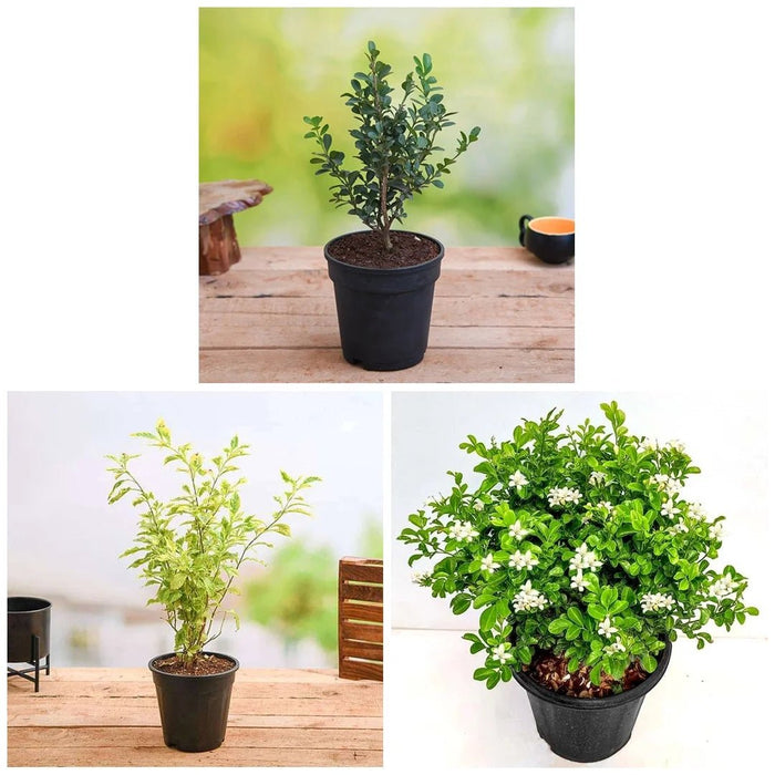 Top 3 Plants for Hedges