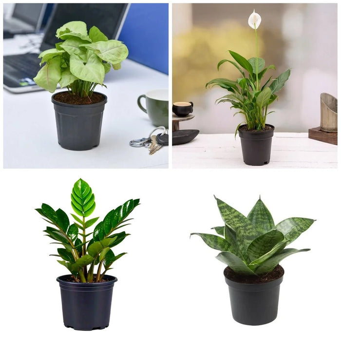 Set of 5 Plants to Promote Happiness and Joy