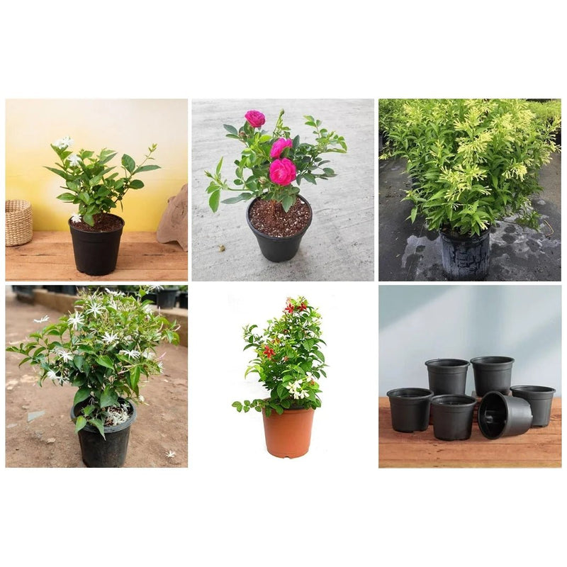 5 Best Fragrant Plants