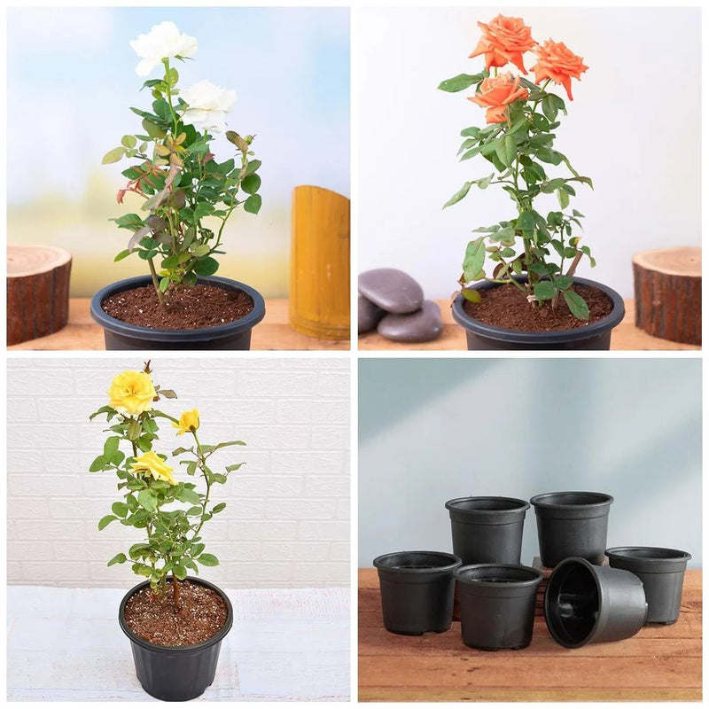 Set of 5 Enchanting Roses