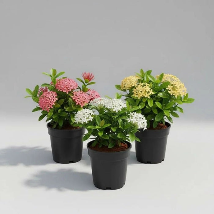 Ixora (Pack of 3) - Plants