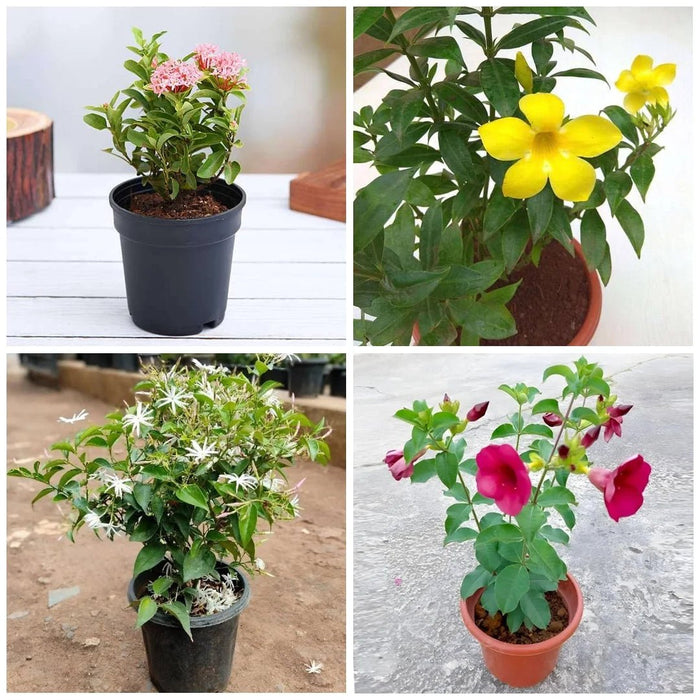 Top 5 Monsoon Special Flowering Plants