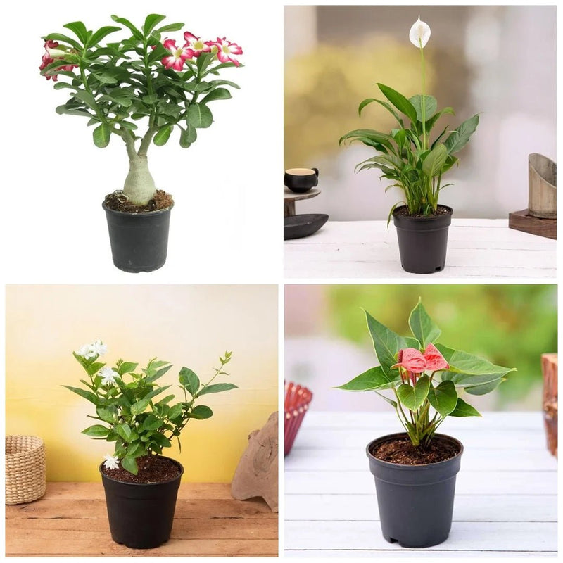 Express Love with these 5 plants