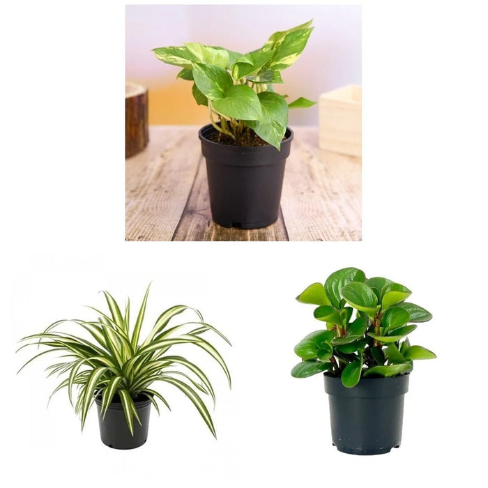 Table Top / Office Desk Plants For Removing Indoor Toxins