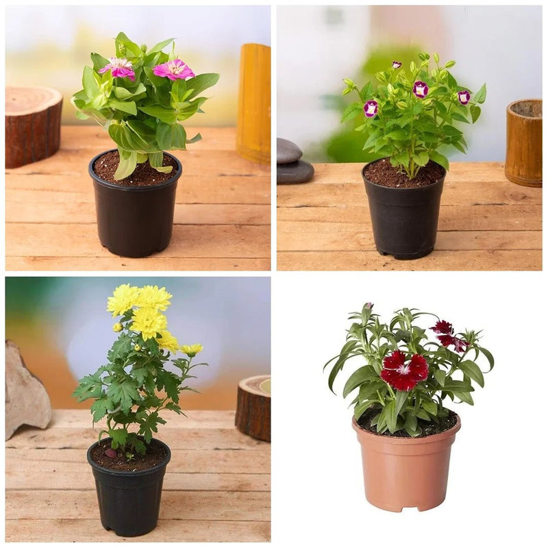 Beautiful Flowers of the Season