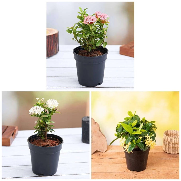 Ixora (Pack of 3) - Plants