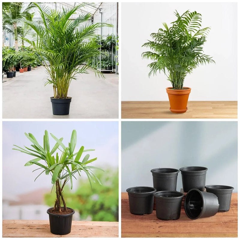 Top 5 Indoor Palm Plants Pack