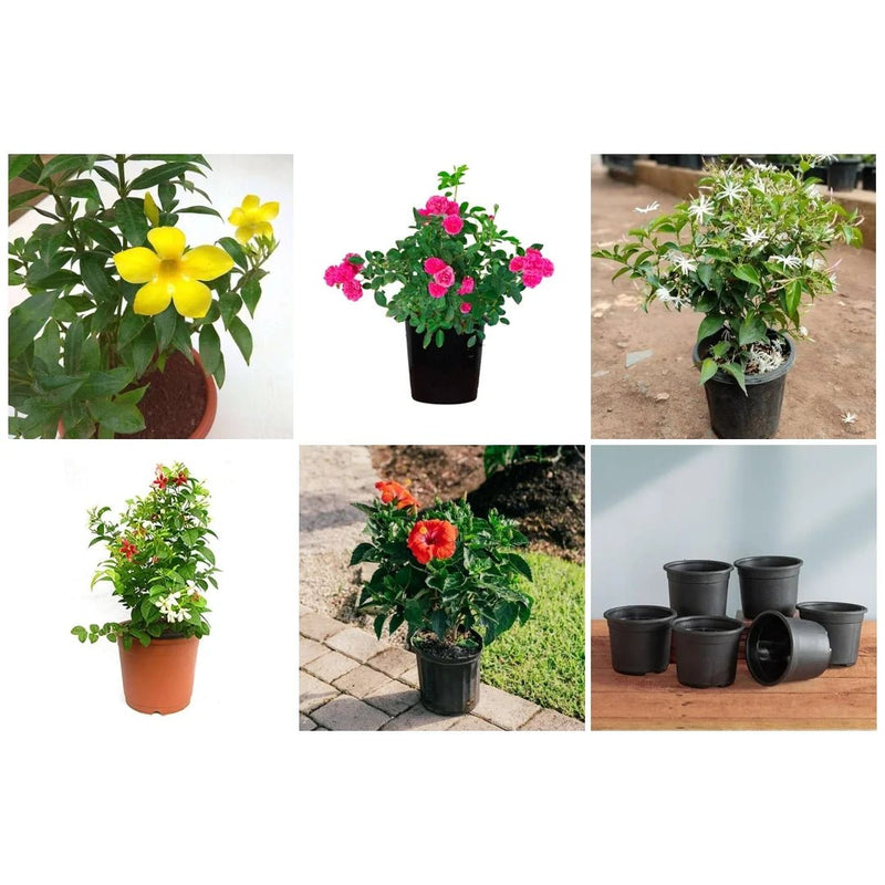 Top 5 Annual Flowering Plants