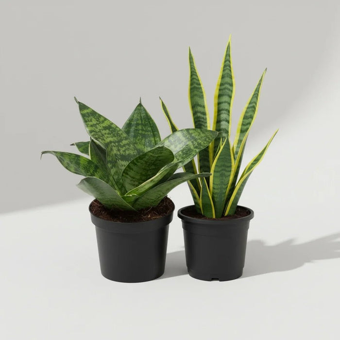 Set of 2 Snake Plants