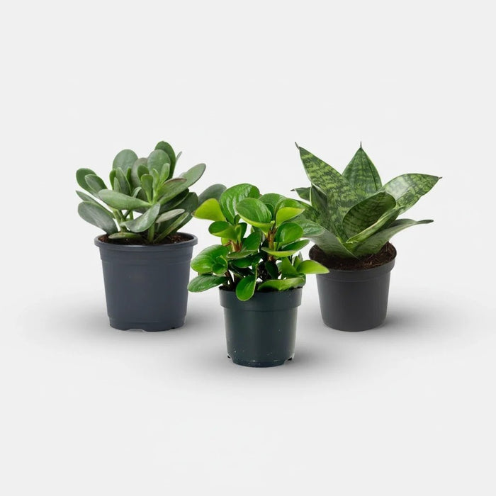 Beautiful Table Top / Office Desk Succulents