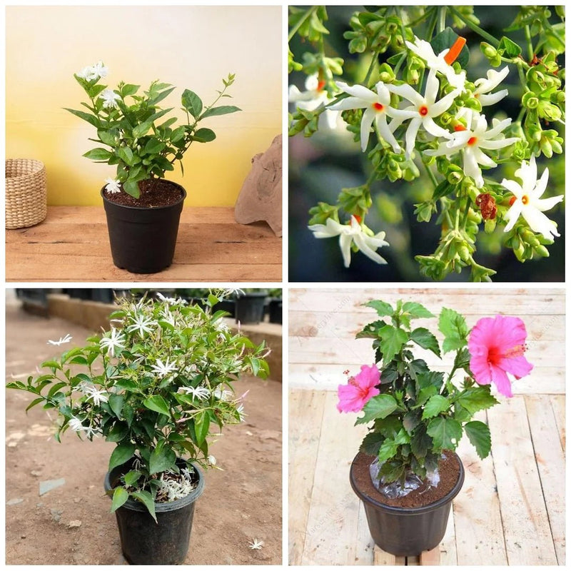 Top 5 Multipurpose Flowering Plants For Beauty