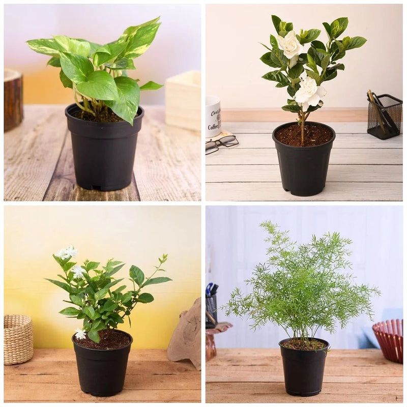 Top 5 Monsoon Special Plants