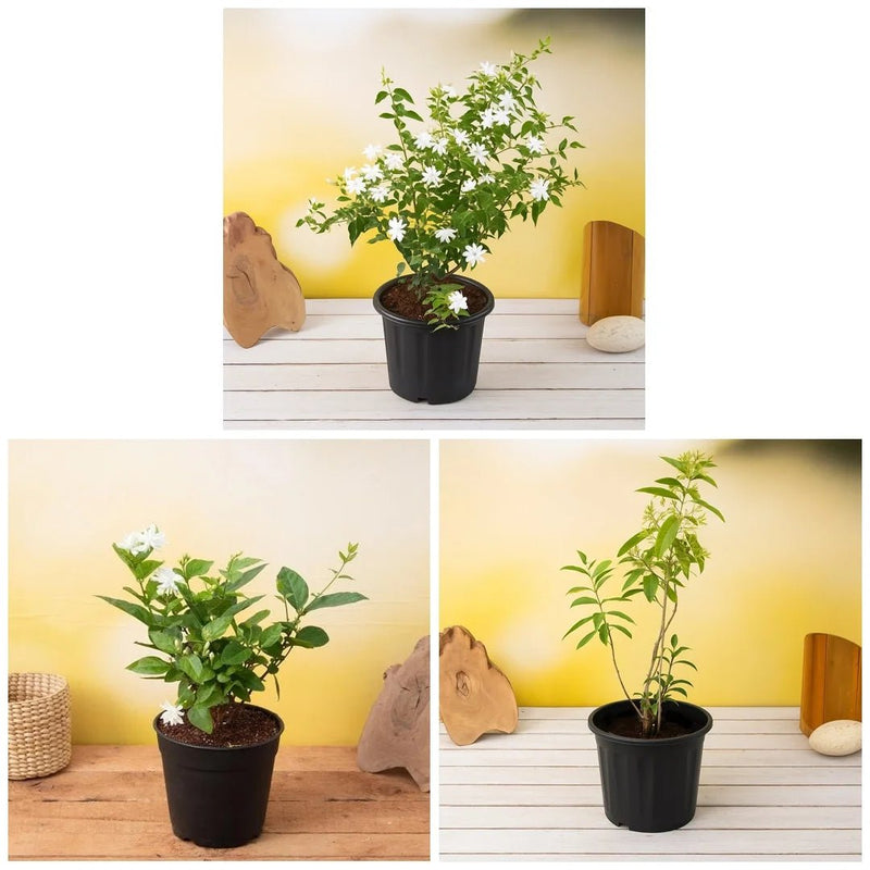 Best 3 Aromatic Plants Pack